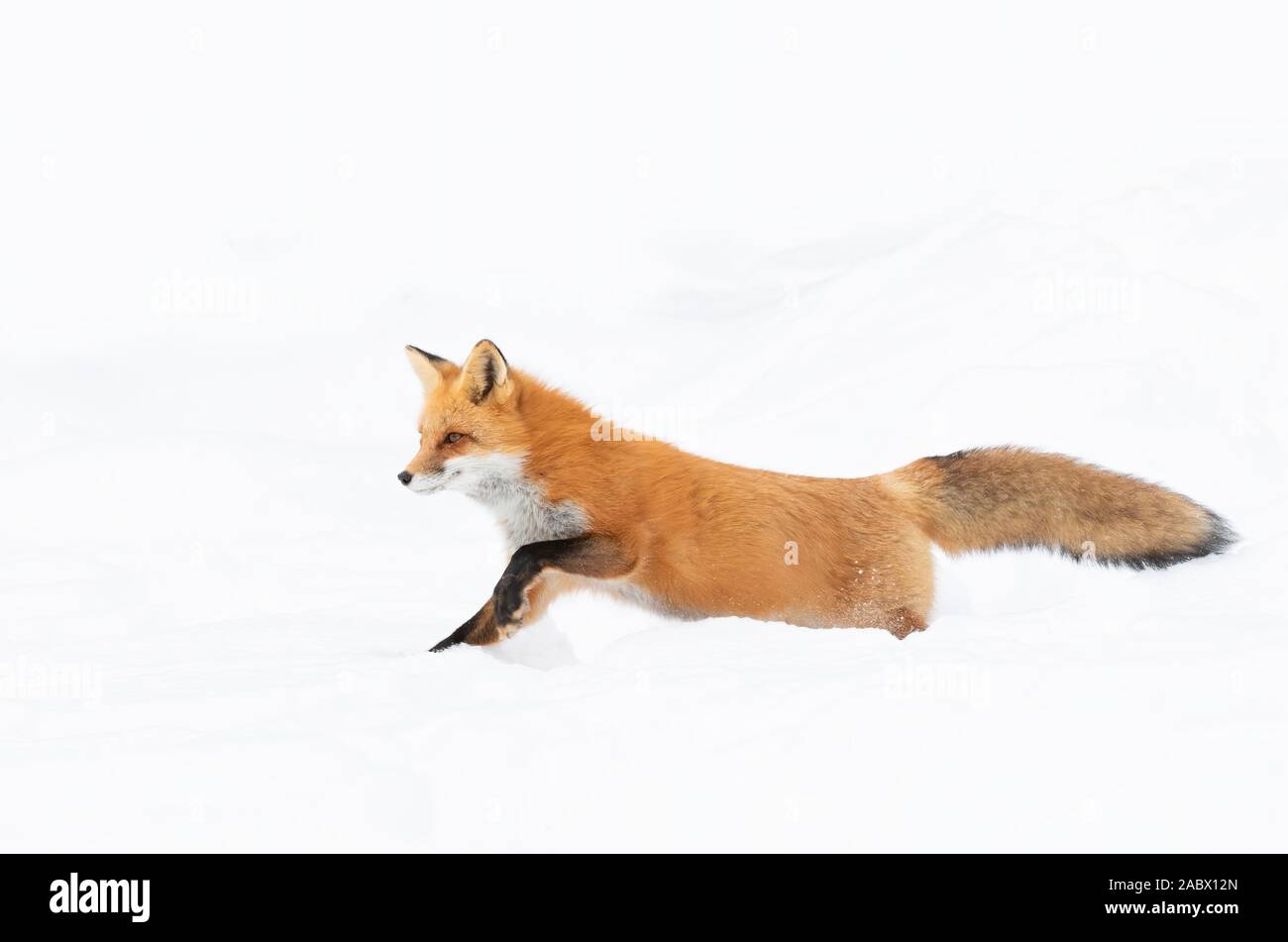 Red fox with a bushy tail and orange fur coat isolated on white background running through the freshly fallen snow in winter in Algonquin Park, Canada Stock Photo