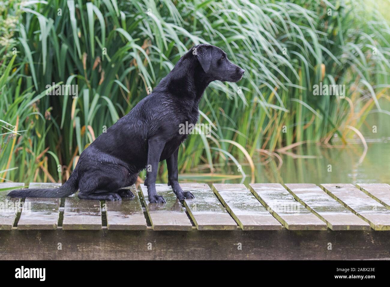 Black labrador sitting hires stock photography and images Alamy