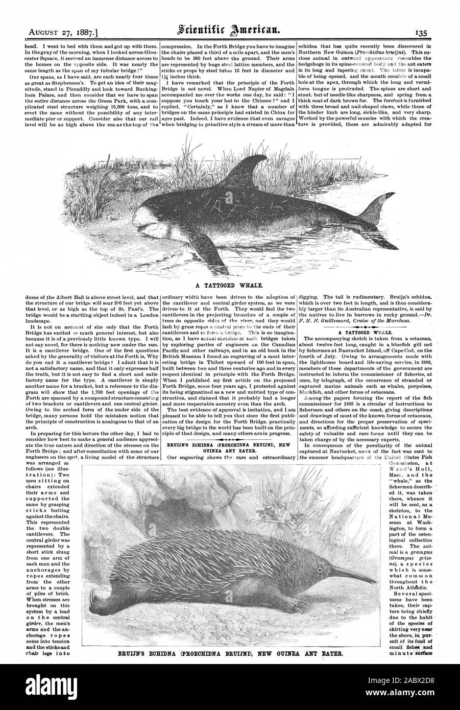 GUINEA ANT EATER. A TATTOOED WHALE. small fishes: and  BRUIJN'S ECHIDNA (PROECHIDNA BRIIIJND NEW GUINEA ANT EATER, scientific american, 1887-08-27 Stock Photo