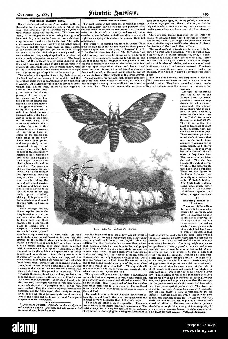 Insects Multiplying Vringleds forms hi-res stock photography and images - Alamy