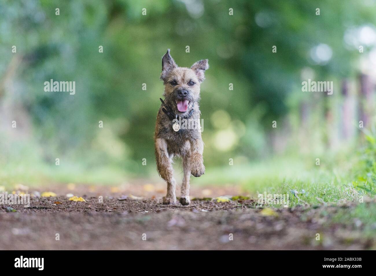 border terrier running towards camera Stock Photo