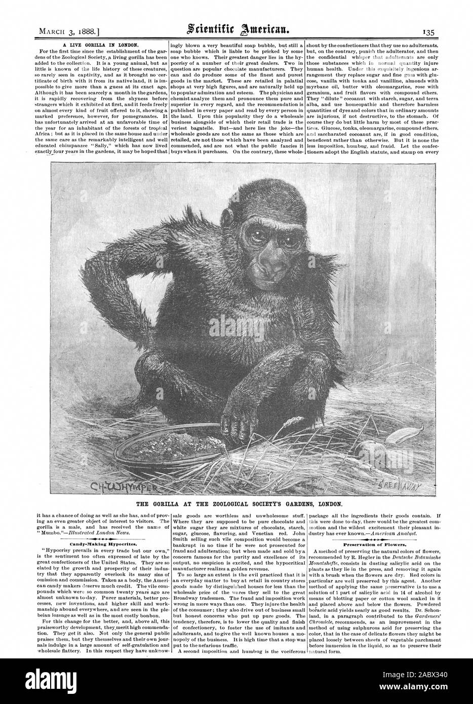A LIVE GORILLA IN LONDON. THE GORILLA AT THE ZOOLOGICAL SOCIETY'S GARDENS LONDON. Candy-Making Hypocrites. Preservation of Flowers., scientific american, 1888-03-03 Stock Photo