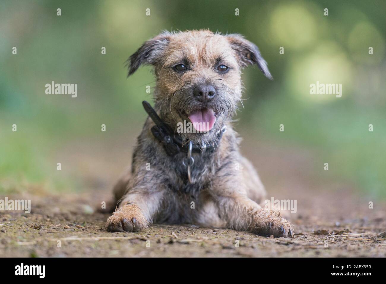 border terrier lying down looking into camera Stock Photo