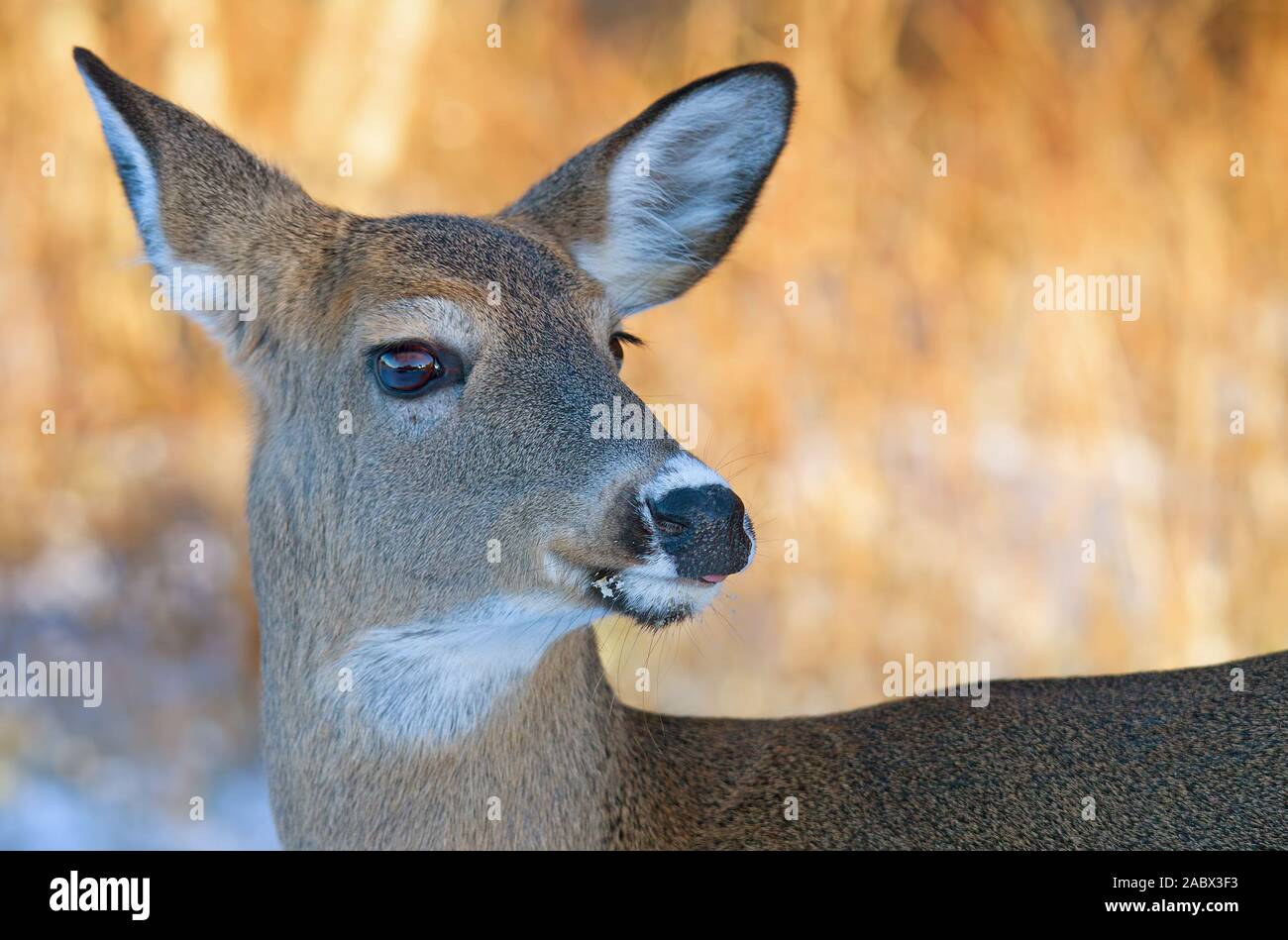 Beautiful white-tailed deer female closeup at sunset in winter in Canada Stock Photo