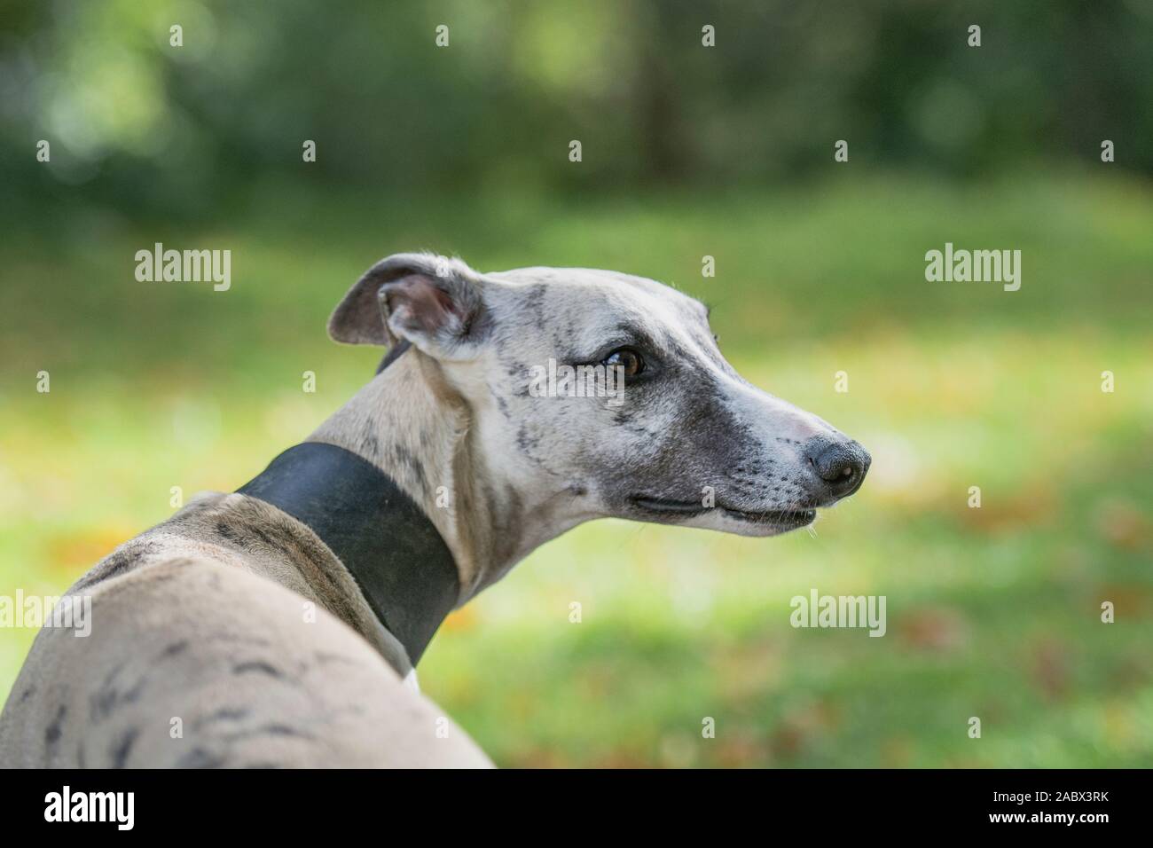 side view of friendly looking lurcher Stock Photo
