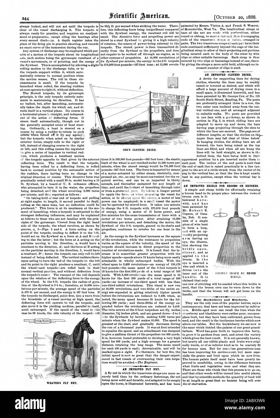 Weavers Broom High Resolution Stock Photography and Images Alamy