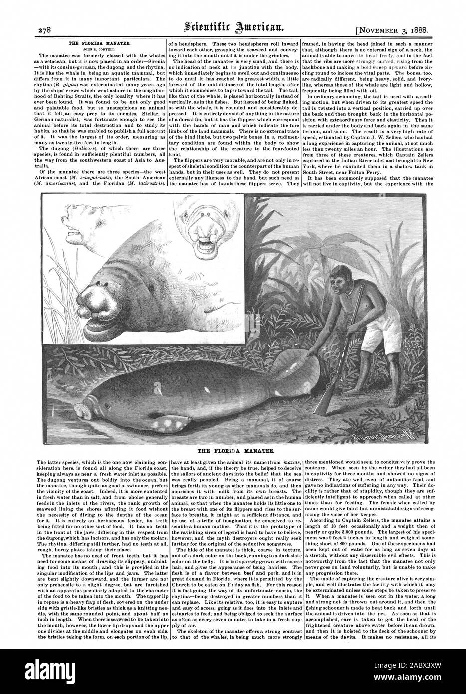 THE FLORIDA MANATEE. JOHN R. CORTELL. THE FLORIDA MANATEE. the bristles taking the form on each portion of the lip to that of the whales in being much more strongly, scientific american, 1888-11-03 Stock Photo
