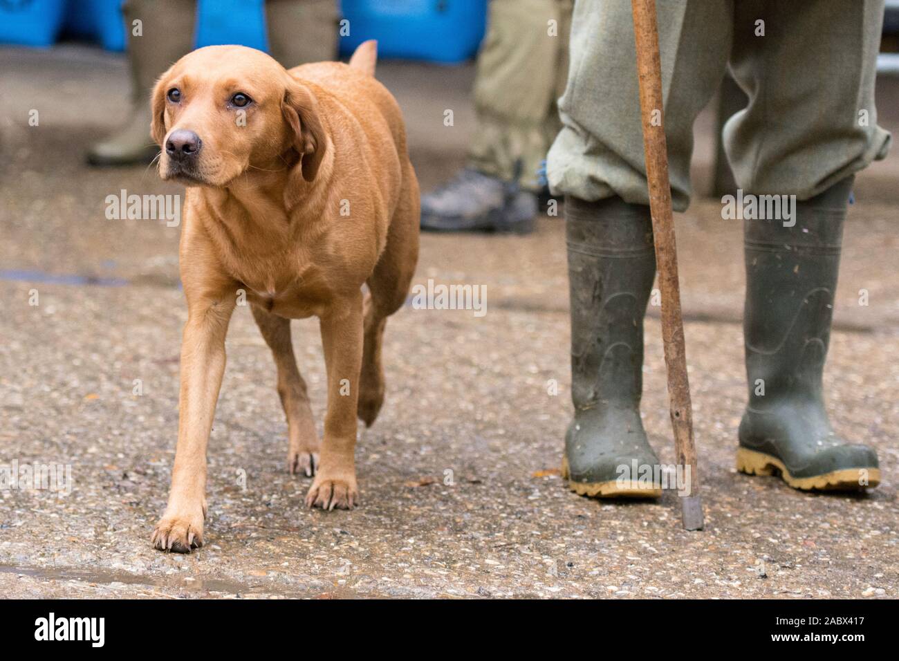 red fox labrador on a pheasant shoot Stock Photo