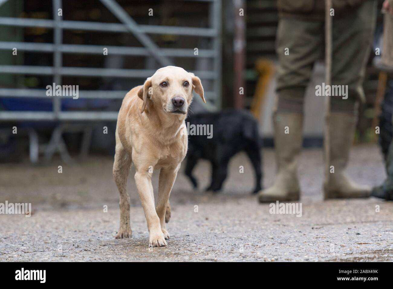 golden labrador on a pheasant shoot day Stock Photo