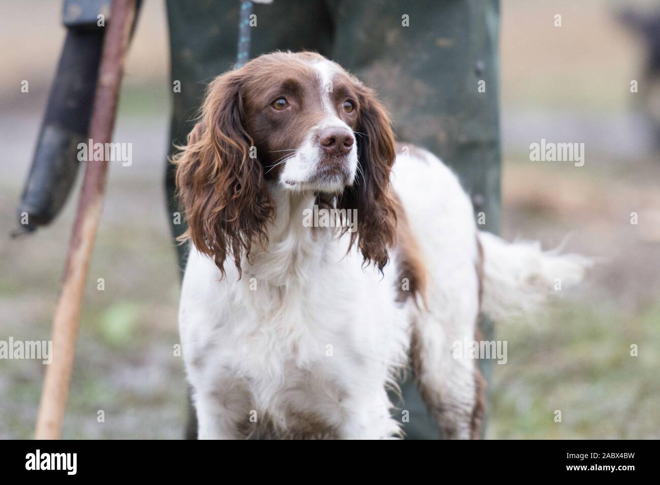 clean springer spaniel at the start of a shoot day Stock Photo