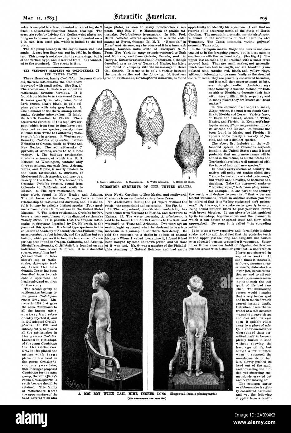 THE UNITED STATES. large plates as seen in many non-venomous ser pents. (See Fig. 2.) 9. Massasauga or prairie rat POISONOUS SERPENTS OF THE UNITED STATES., scientific american, 1889-05-11 Stock Photo