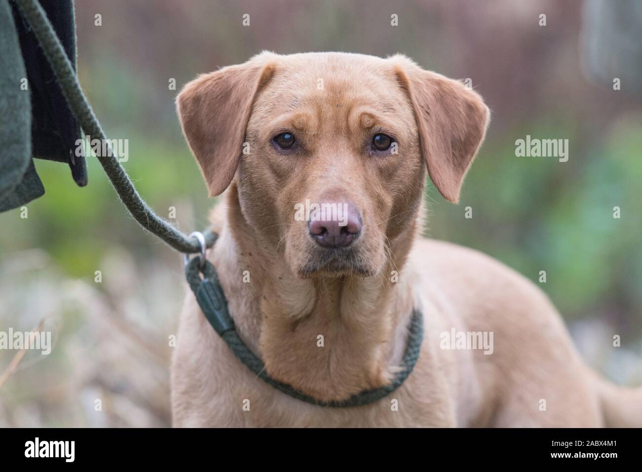 golden labrador looking at camera on a lead Stock Photo
