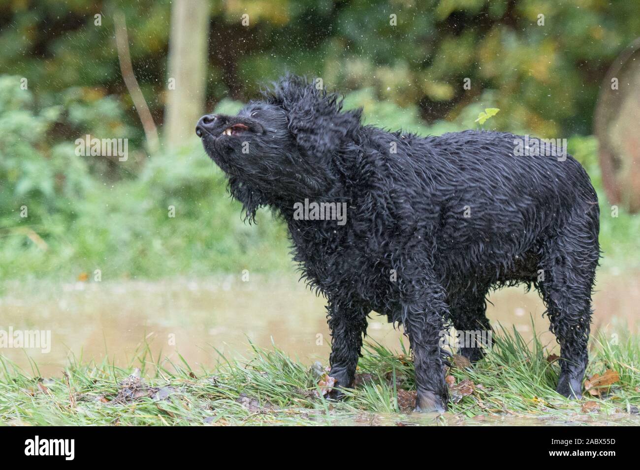 wet cocker spaniel dog having a shake Stock Photo