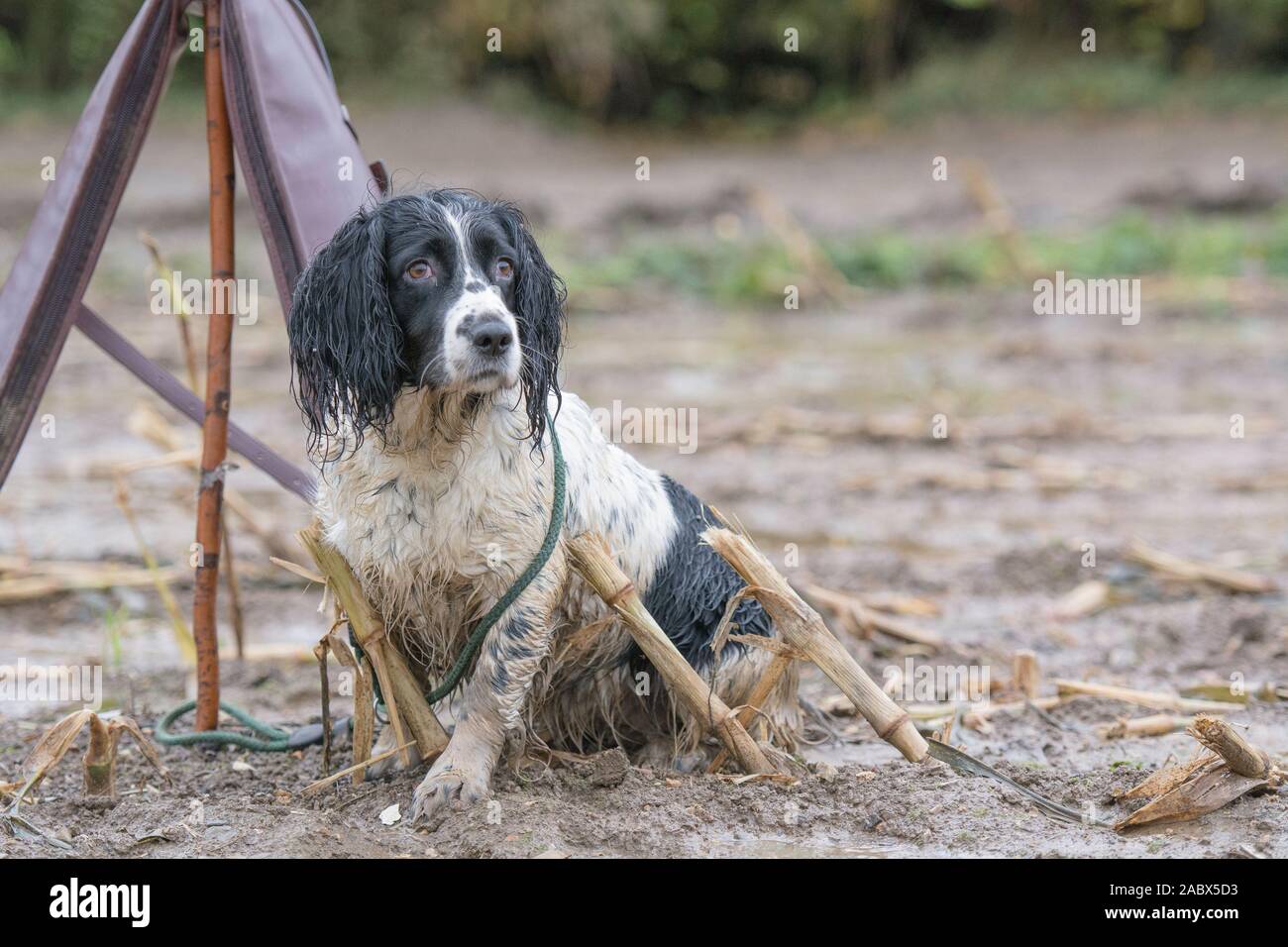 a wet spaniel on a peg on a shoot day Stock Photo