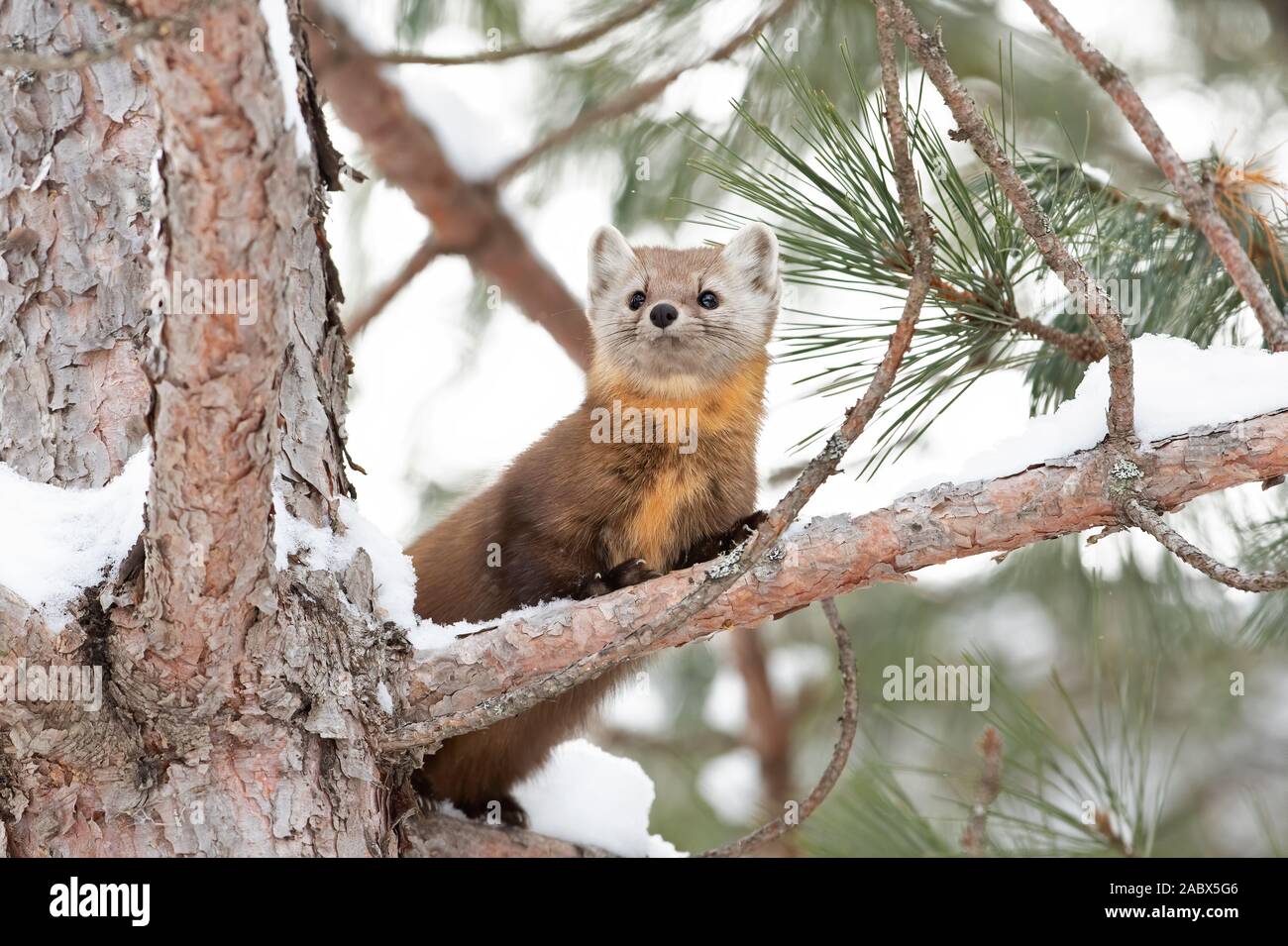 Pine marten rests on a snow covered branch in Algonquin Park, Canada in winter Stock Photo