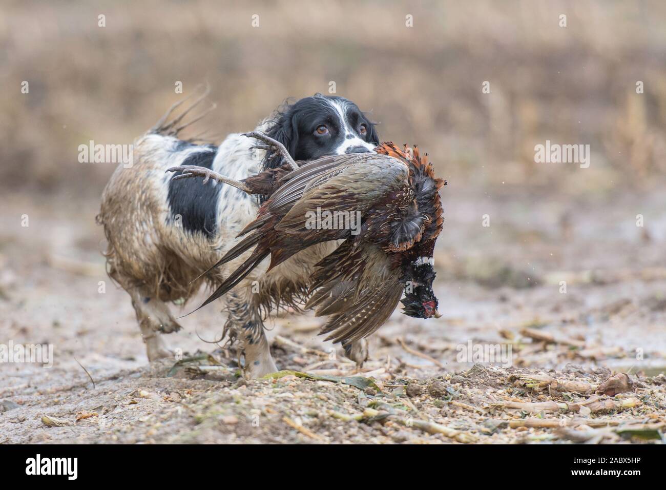 Hunting dog pheasant in mouth hires stock photography and images Alamy