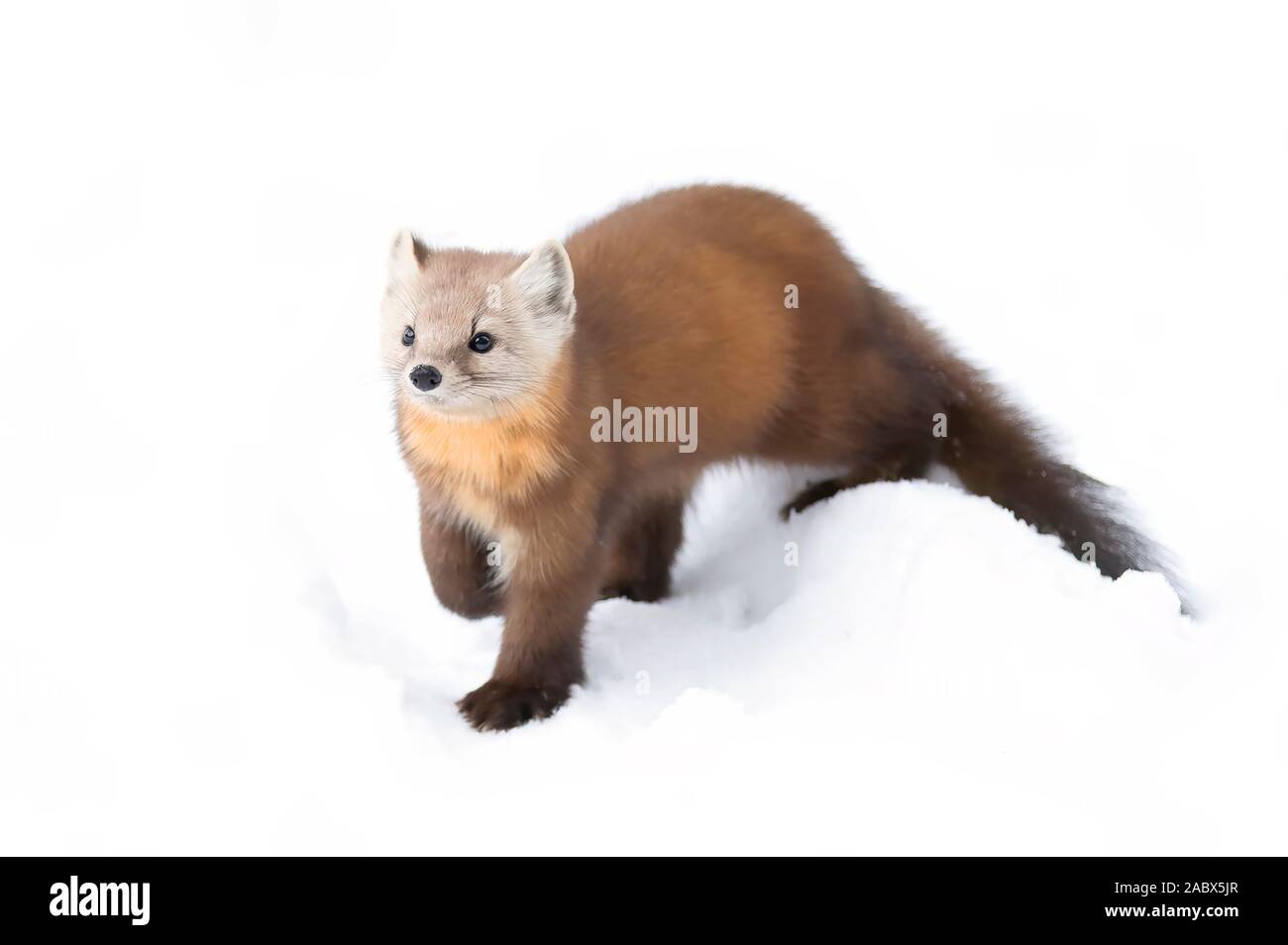 Pine marten isolated on white background in Algonquin Park, Canada Stock Photo