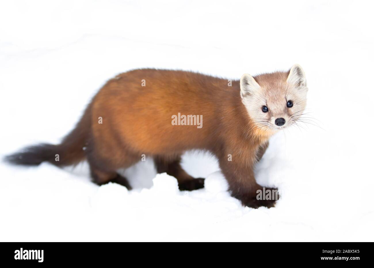 Pine marten isolated on white background in Algonquin Park, Canada Stock Photo