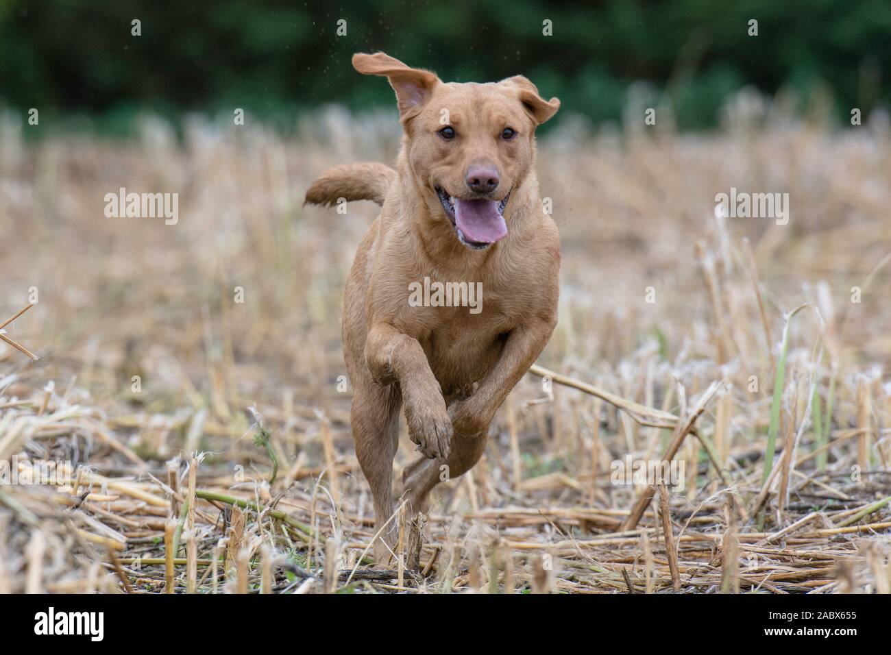 red fox Labrador running towards camera Stock Photo
