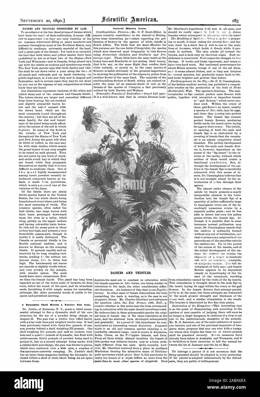 DAISIES AND THISTLES PROSCRIBED BY LAW. A Dynamite Shell Bursts a Twelve Ton Gun. Natural History Notes. DAISIES AND THISTLES., scientific american, 1890-09-20 Stock Photo