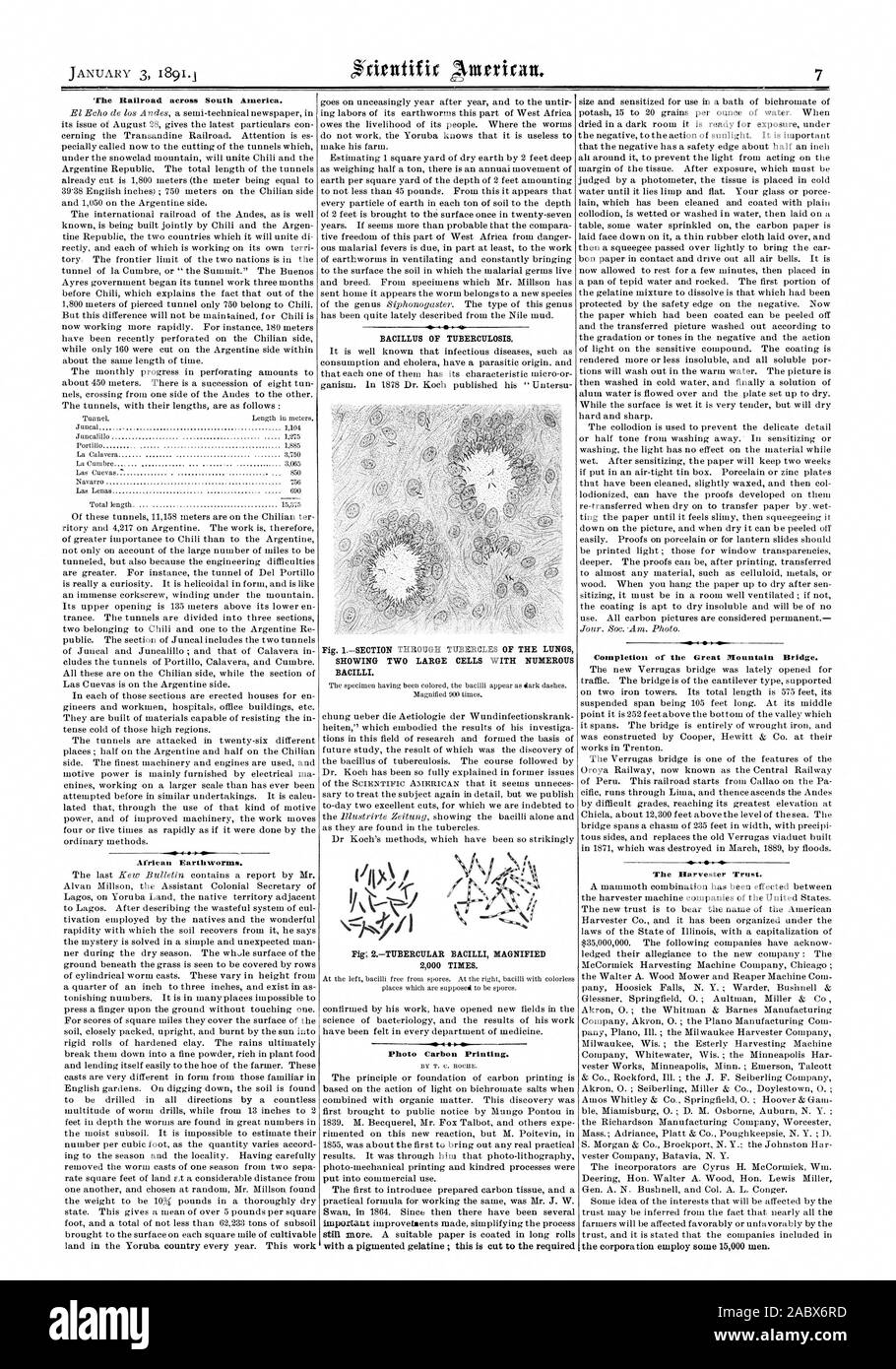 The Railroad across South America. African Earthworms. BACILLUS OF TUBERCULOSIS. Fig. 1SECTION THROUGH TUBERCLES OF THE LUNGS SHOWING TWO LARGE CELLS WITH NUMEROUS BACILLI. 2000 TIMES. Photo Carbon Printing. Completion of the Great Mountain Bridge. The Harvester Trust. the corporation employ some 15000 men., scientific american, 1891-01-03 Stock Photo