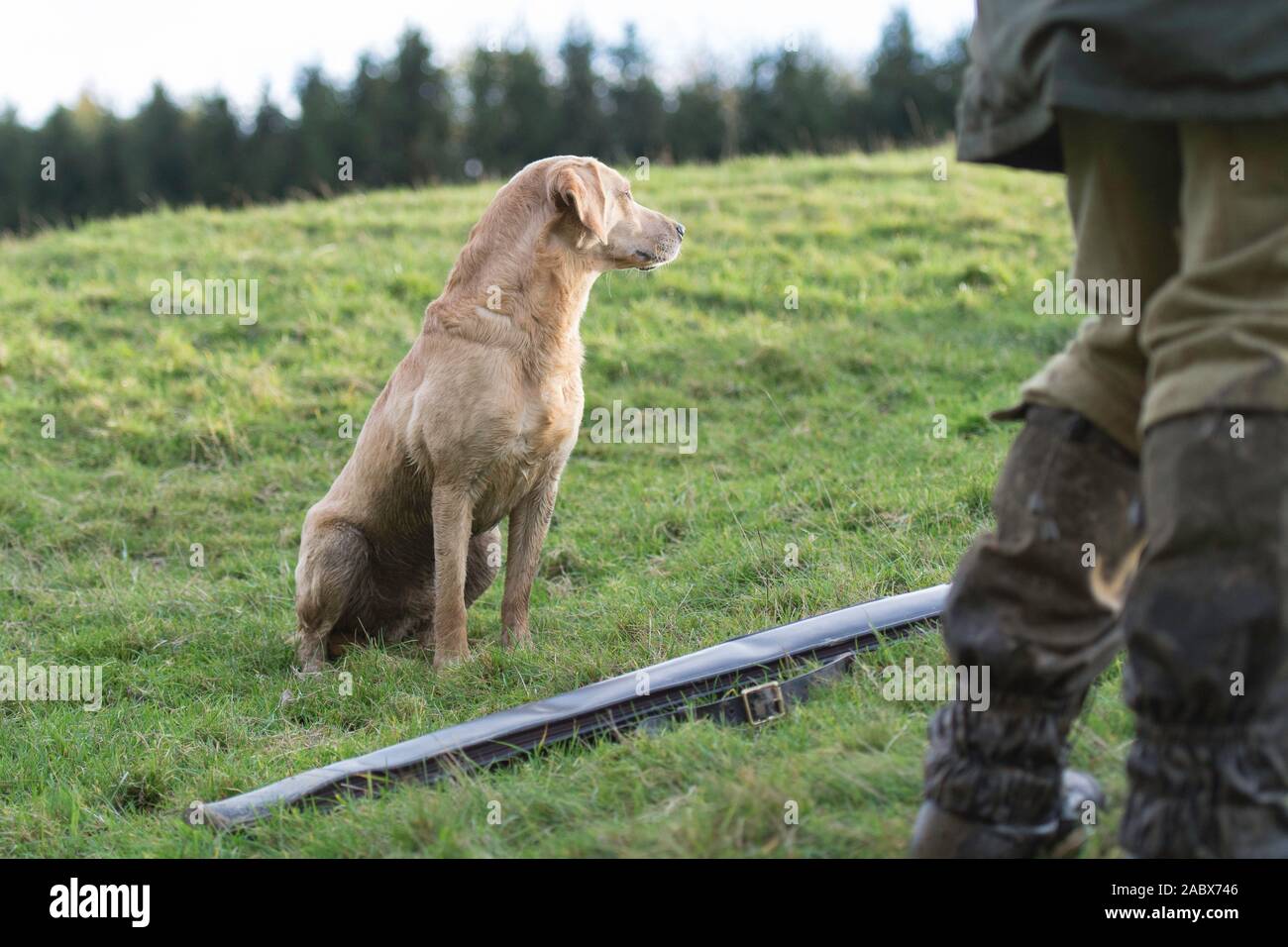 golden Labrador on peg at a shoot Stock Photo