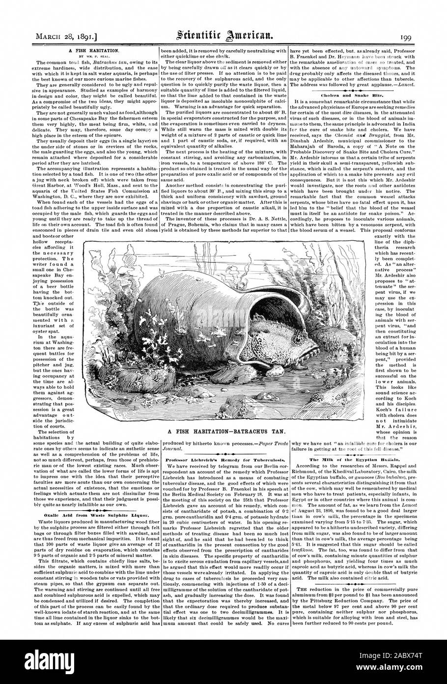 MARCII 28 1891 Oxalic Acid from Waste Sulphite Liquor. Professor Liebreicles Remedy for Tuberculosis. Cholera and Snake Bite. A FISH HABITATION—BATRACHUS TAN., scientific american, 1891-03-28 Stock Photo