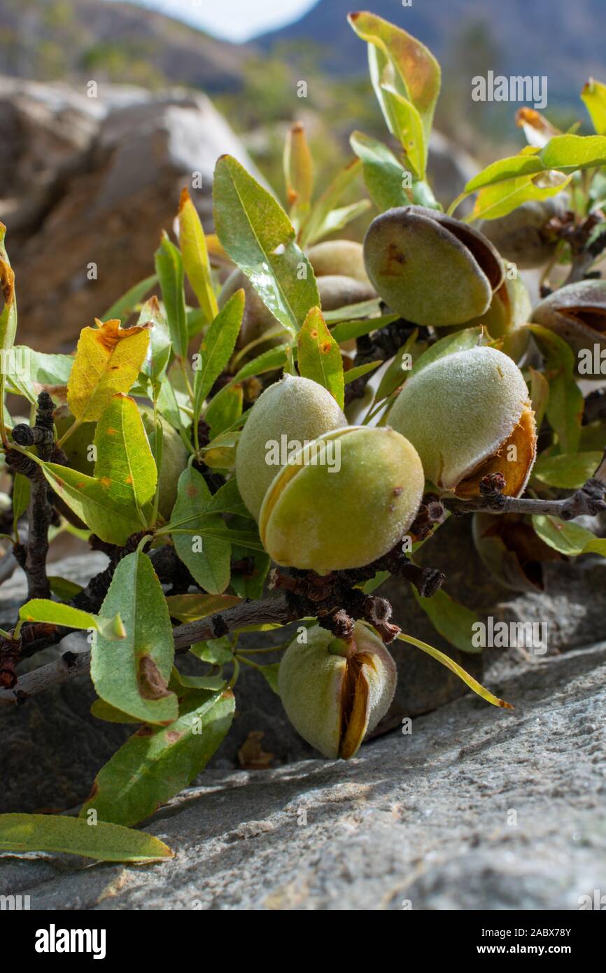 New harvest of ripe almonds nuts close up Stock Photo - Alamy