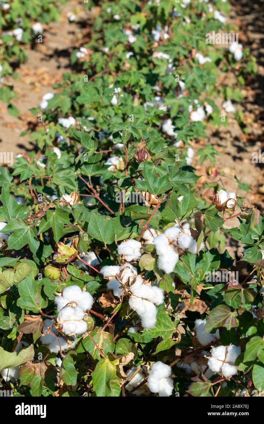 Plantations of organic fiber cotton plans with white buds ready for harvest, Andalusia, Spain Stock Photo