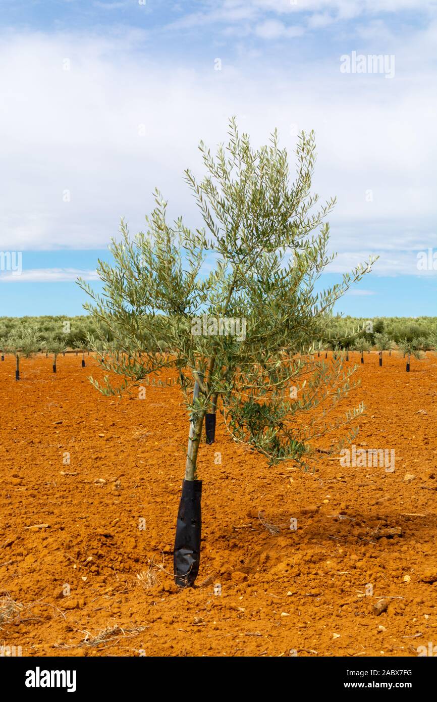 Young olive trees growing on plantations in rows in Andalusia near