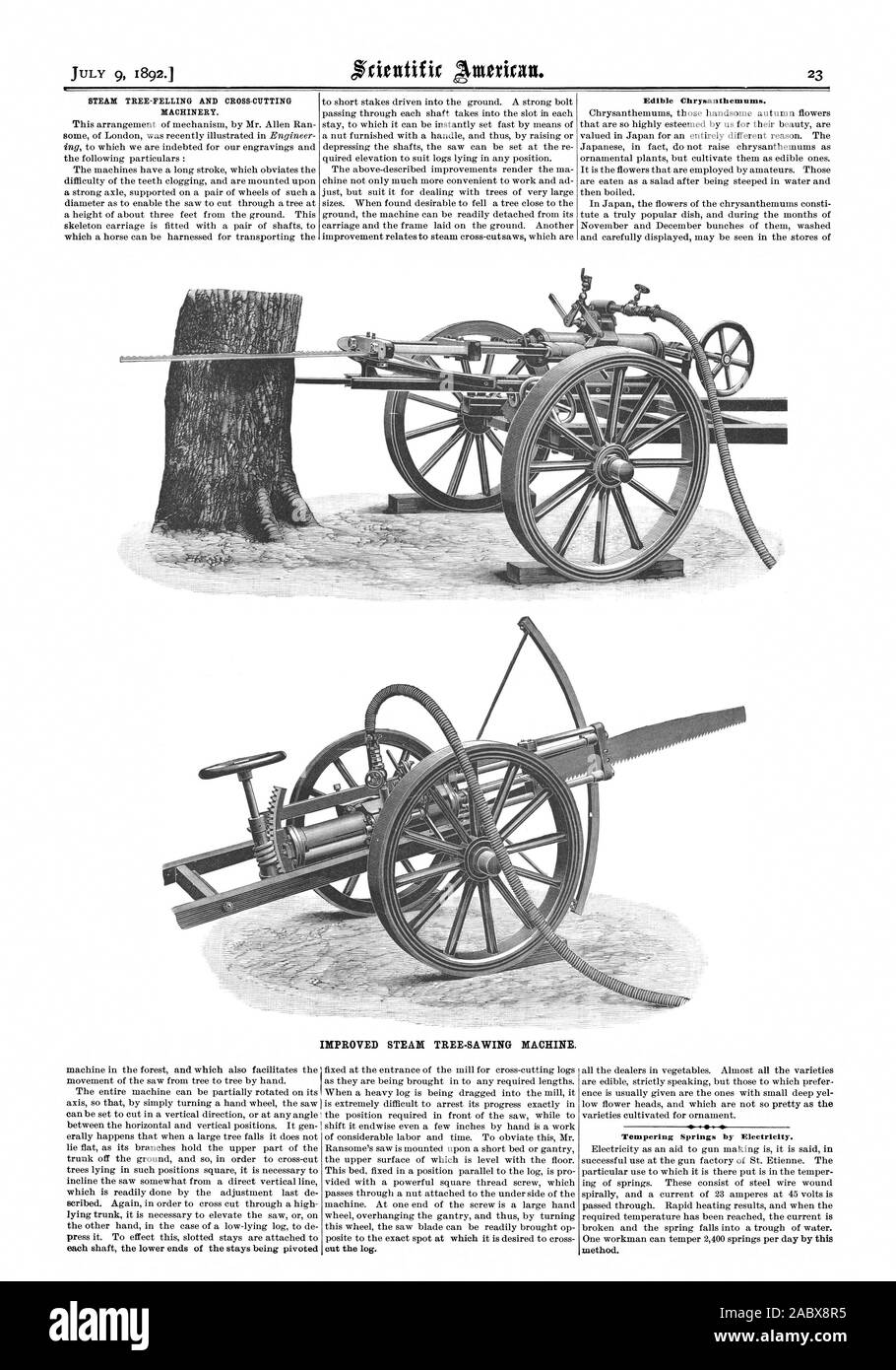 STEAM TREEFELLING AND CROSSCUTTING MACHINERY. Edible Chrysanthemums