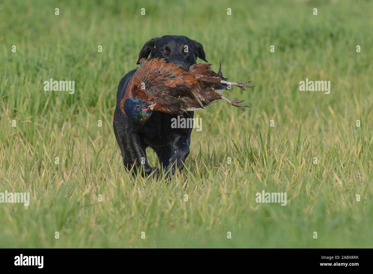 pheasant retrieve Stock Photo Alamy
