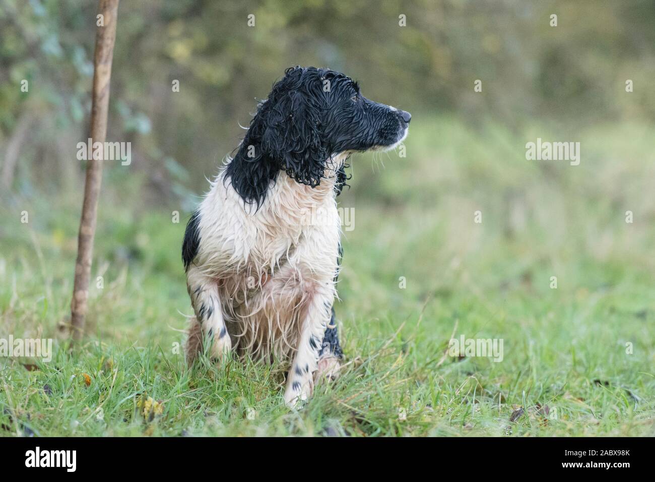 wet spaniel on a peg on a pheasant shoot Stock Photo