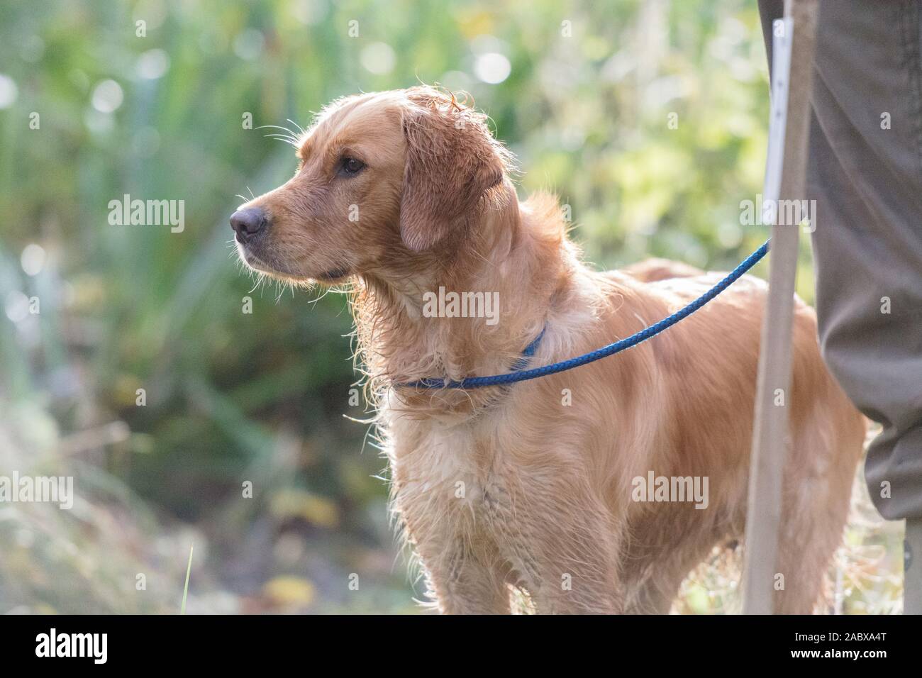 golden retriever on pheasant shoot Stock Photo