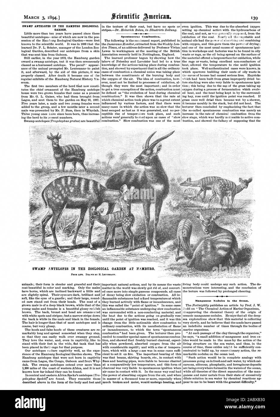 471 MARCH 3 1894. SWAMP ANTELOPES IN THE HAMBURG ZOOLOGICAL GARDEN. Spontaneous Combustion. Manganese Nodules in the Ocean., scientific american, 1894-03-03 Stock Photo