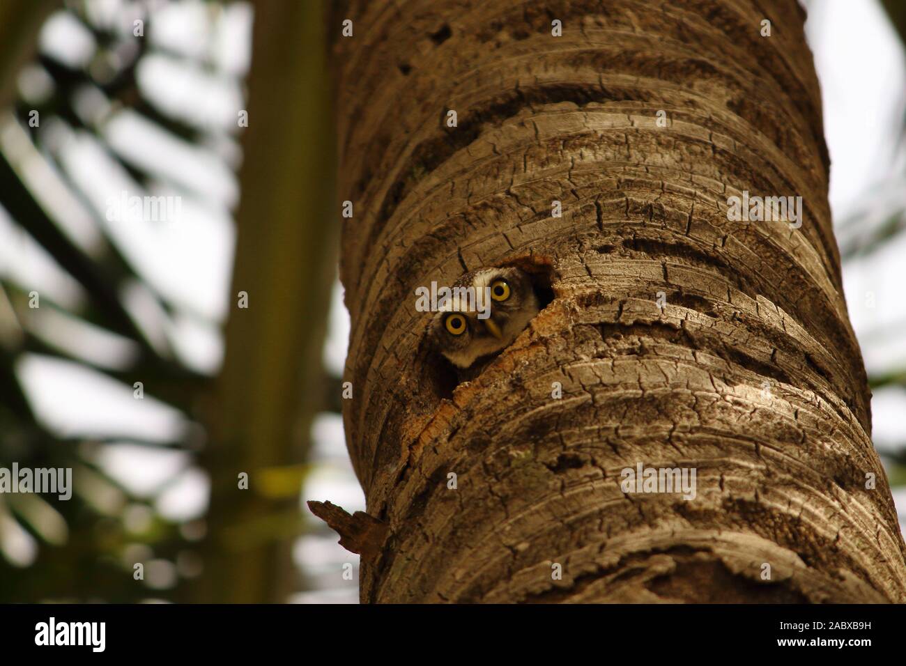 Cute Owl Peek-a-Boo Stock Photo
