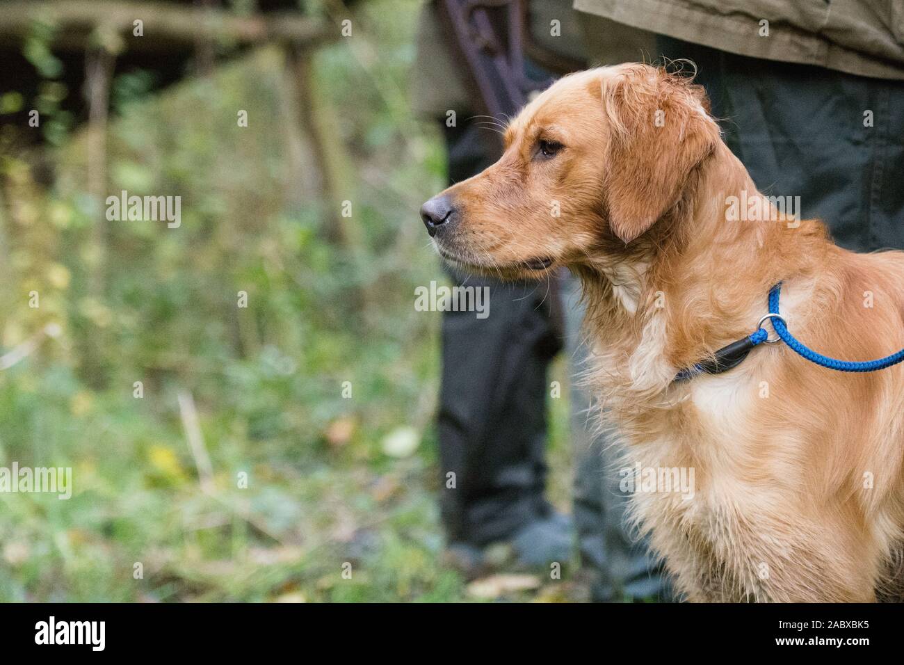golden retriever on pheasant shoot Stock Photo