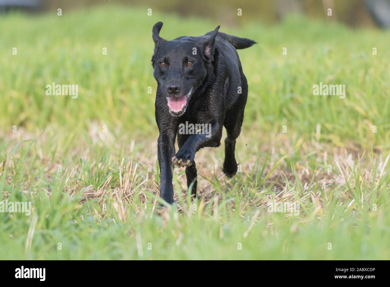 black labrador running Stock Photo