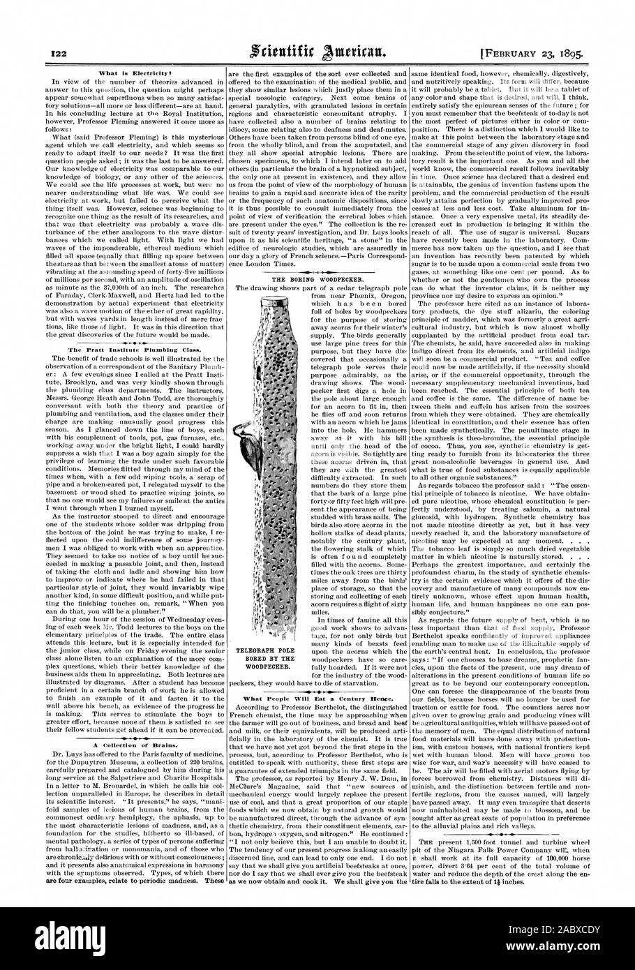 What is Electricity? The Pratt Institute Plumbing Class. A Collection of Brains. THE BORING WOODPECKER. TELEGRAPH POLE BORED BY THE WOODPECKER., scientific american, 1895-02-23 Stock Photo