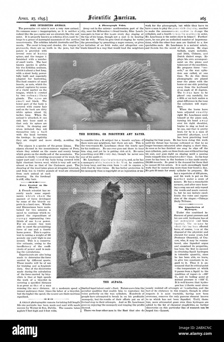 SOME INTERESTING ANIMALS. Bicycle. A Phonograph Voice. THE ALPACA. The Liquefaction of Hydrogen. THE ECHIDNA OR PORCUPINE ANT EATER., scientific american, 1895-04-27 Stock Photo