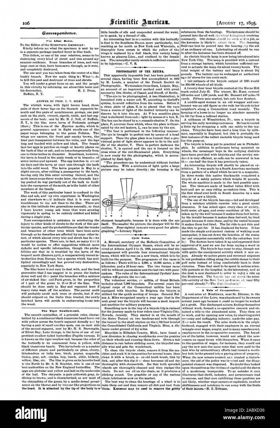 The Lilac Borer. ANSWER BY PROF. C. V. RILEY. The Tiger Swallow-tail. the head. It is attached by the tip of the body to a PHOTOGRAPHY OF THE RETINA. Cycle Notes. them. Kerosene may be used to remove the gritty A Tale of Co-operation. of their laborsN. Y. Tribune., scientific american, 1895-08-17 Stock Photo