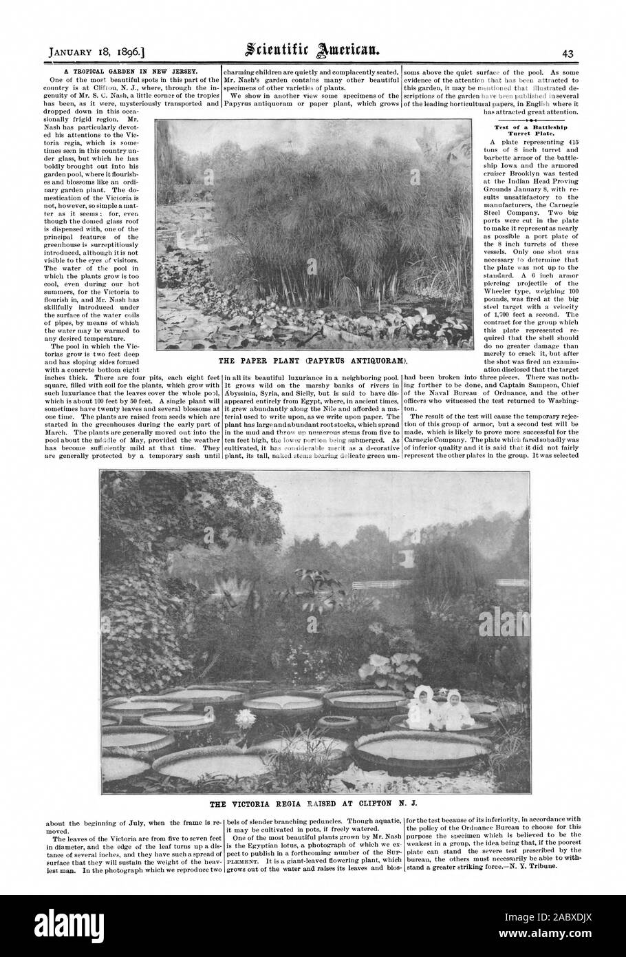 A TROPICAL GARDEN IN NEW JERSEY. Test of a Battleship Turret Plate. THE ANTIQUORA31). PAPER PLANT (PAPYRUS THE VICTORIA REGIA RAISED AT CLIFTON N. J., scientific american, 1896-01-18 Stock Photo