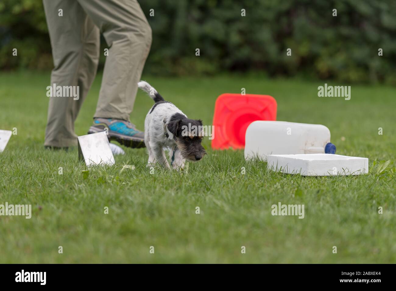 Young small Jack Russell Terrier doggy 1 year old. Little obedient dog retrieves a toy from a crowd of objects Stock Photo