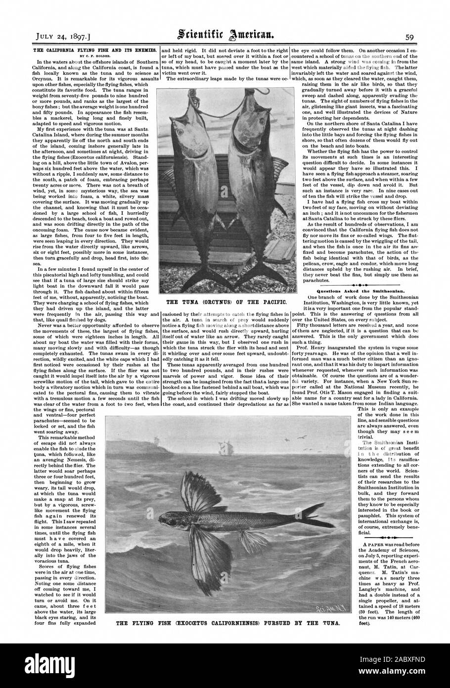 T HE CALIFORNIA FLYING FISH AND ITS ENEMIES. BY C. F. HOLDER. THE TUNA (ORCYNITS) OF THE PACIFIC Questions Asked the Smithsonian.  T THE FLYING FISH (EXOCCETITS CALIFORNIENSIS) PURSUED BY THE TUNA., scientific american, 1897-07-24 Stock Photo