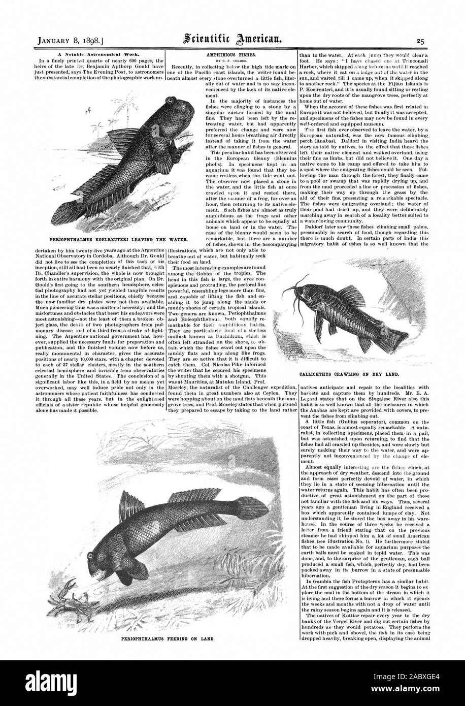 A Notable Astronomical Work. AMPHIBIOUS FISHES. BY C. F. HOLDER. PERIOPHTHALBIUS KOELREUTERI LEAVING THE WATER. PERIOPHTHALKIIS FEEDING ON LAND. CALLICHTHYS CRAWLING ON DRY LAND., scientific american, 1898-01-08 Stock Photo