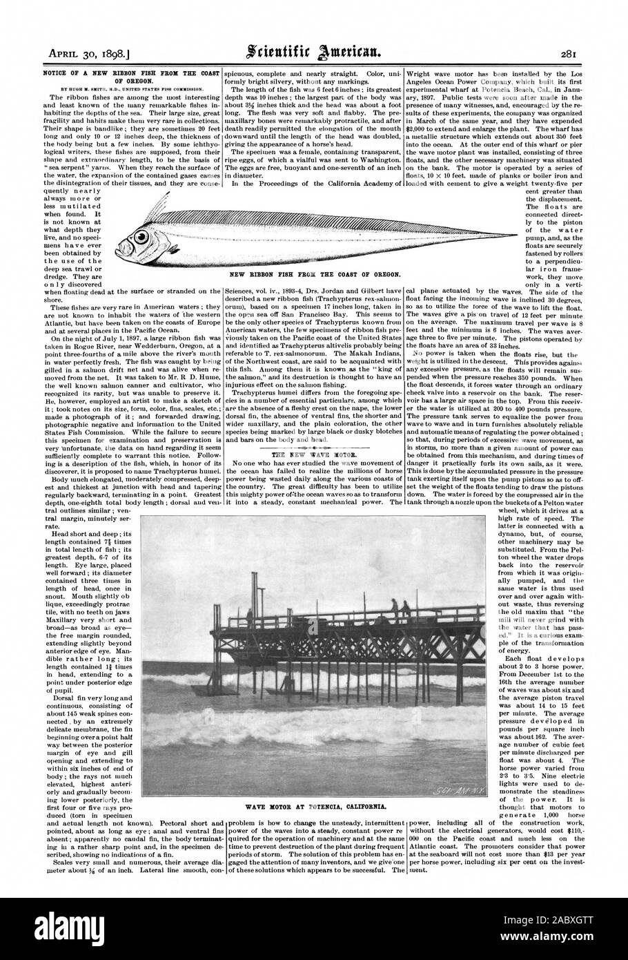 Ribbon fish Black and White Stock Photos & Images Alamy