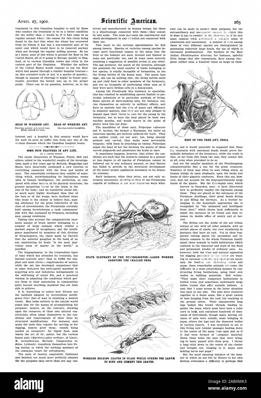 BY J. CARTER BEARD. NEST OF THE TREE ANT INDIA., scientific american, 1901-04-27 Stock Photo