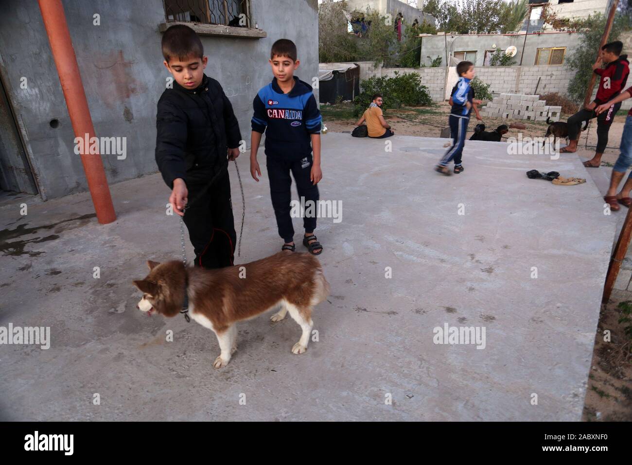 Palestinian train dogs a the yard in the southern Gaza Strip, on Nov 28 ...