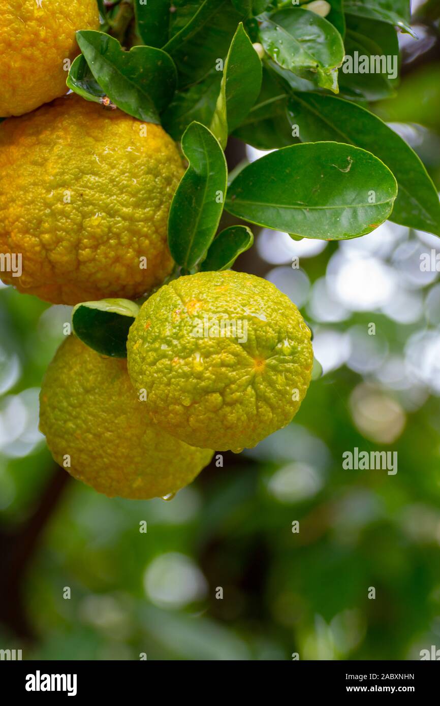 Meyella Vernietigen handicap Citrus fruits of sour orange bergamot riping on thee close up Stock Photo -  Alamy