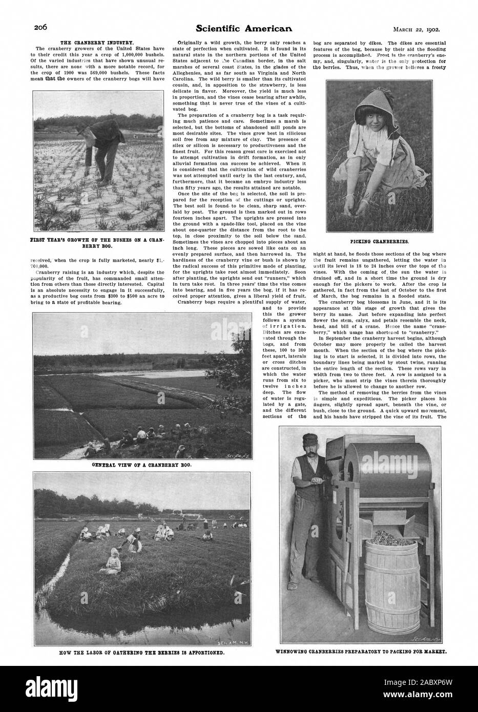 THE CRANBERRY INDUSTRY. FIRST YEAR'S GROWTH OF THE BUSHES ON A CRAN BERRY BOG. PICKING CRANBERRIES. GENERAL VIEW OF A CRANBERRY BOG. HOW THE LABOR OF GATHERING THE BERRIES IS APPORTIONED. WINNOWING CRANBERRIES PREPARATORY TO PACKING FOR MARKET., scientific american, 1902-03-22 Stock Photo